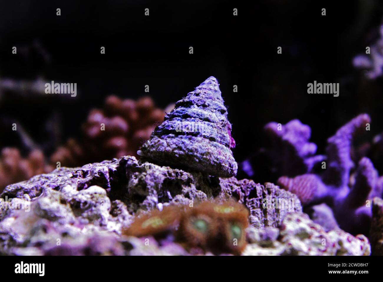Saltwater Trochus snail in reef aquarium tank Stock Photo Alamy
