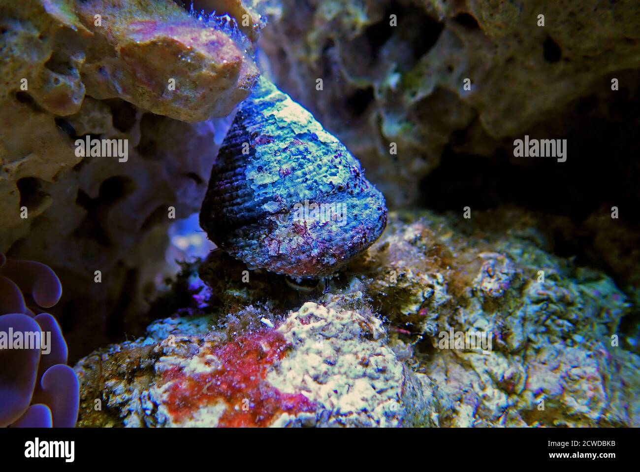 Saltwater Trochus snail in reef aquarium tank Stock Photo Alamy