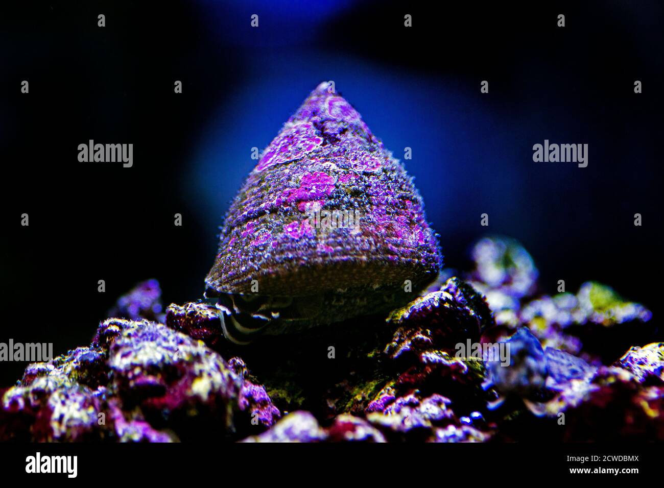 Saltwater Trochus snail in reef aquarium tank Stock Photo