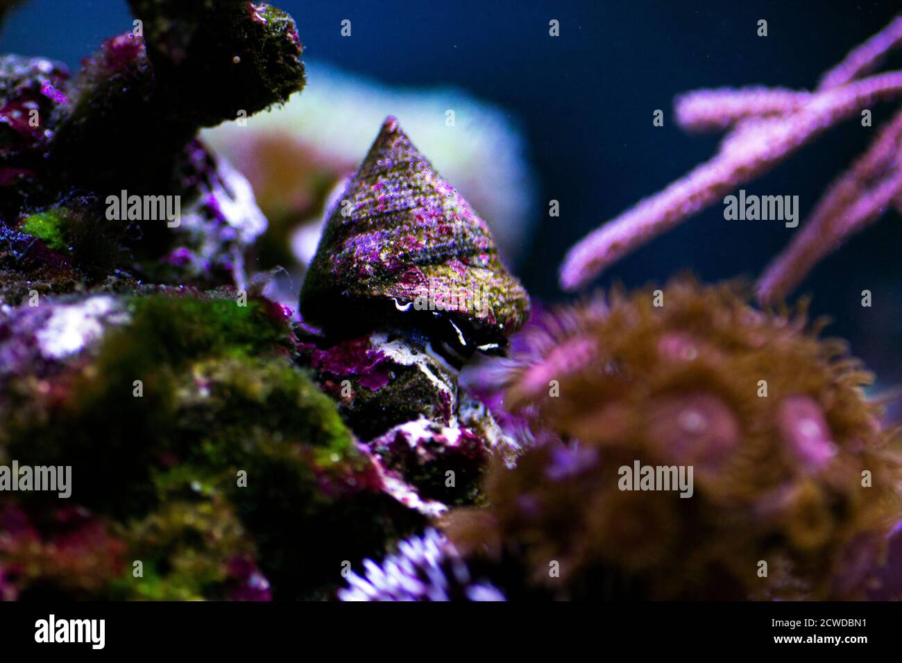 Saltwater Trochus snail in reef aquarium tank Stock Photo