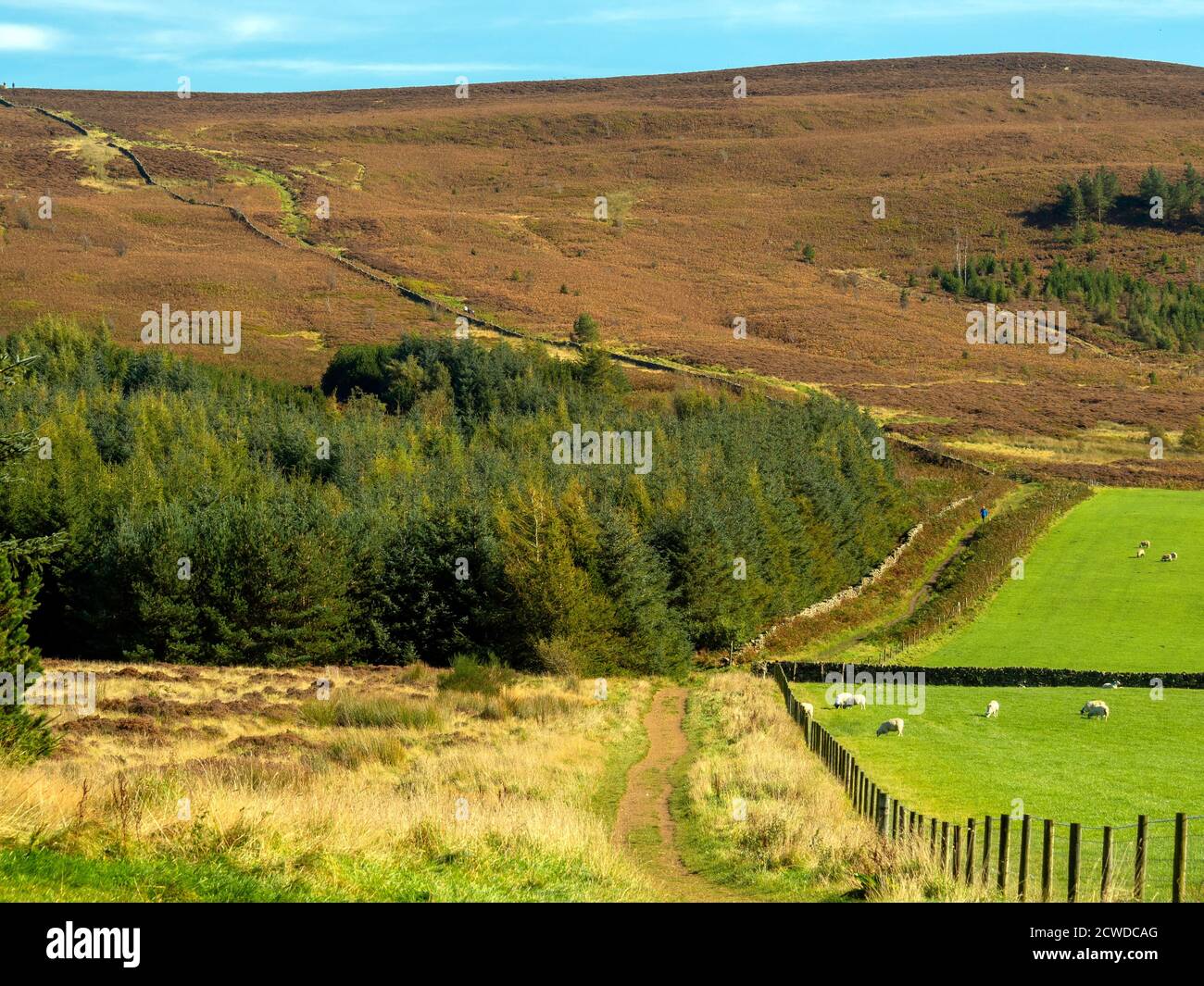 The Cleveland Way long distance walk heading East from  Carleton in Cleveland on a sunny autumn day Stock Photo