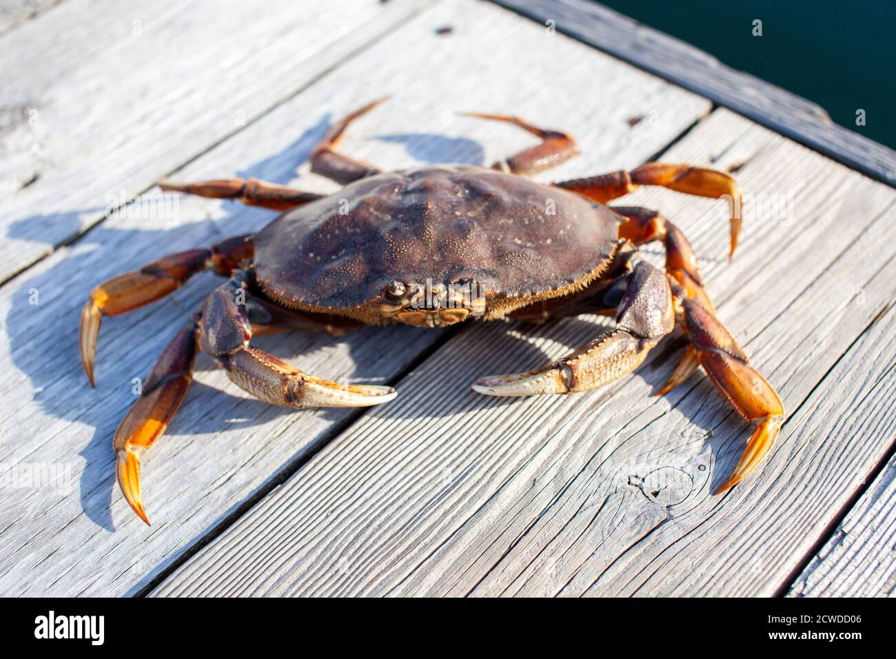 A close up of a male Dungeness Crab on a wharf on British Columbia's