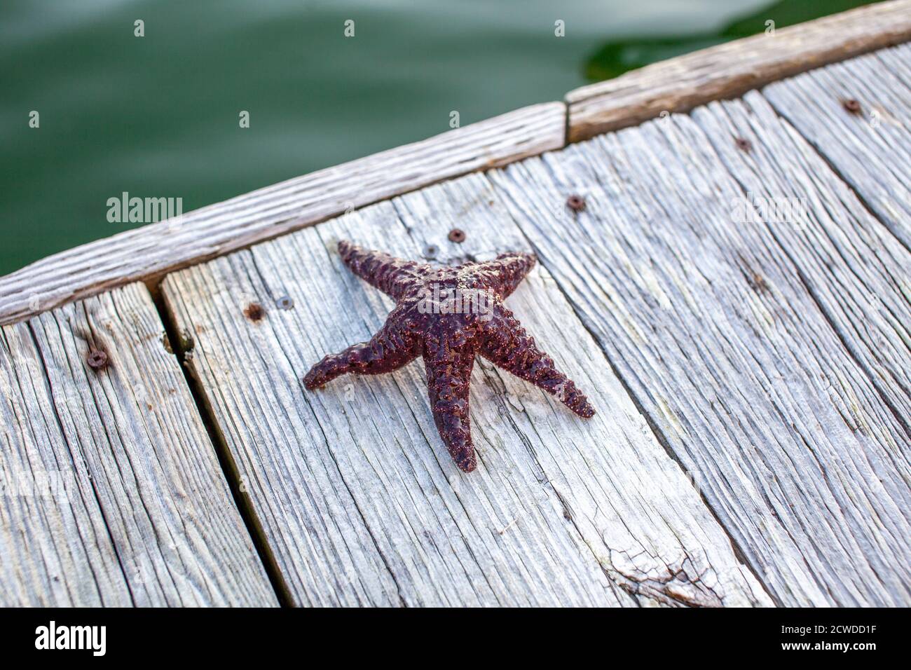 A Ochre Starfish (Purple sea star) found on a dock in British-Columbia's Sunshine Coast. Stock Photo