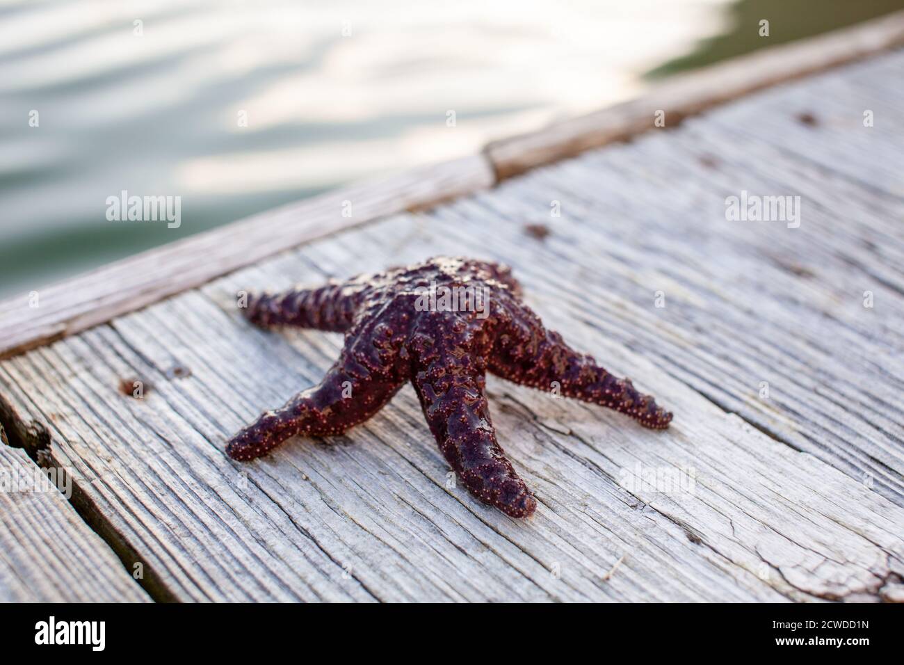 A Ochre Starfish (Purple sea star) found on a dock in British-Columbia's Sunshine Coast. Stock Photo