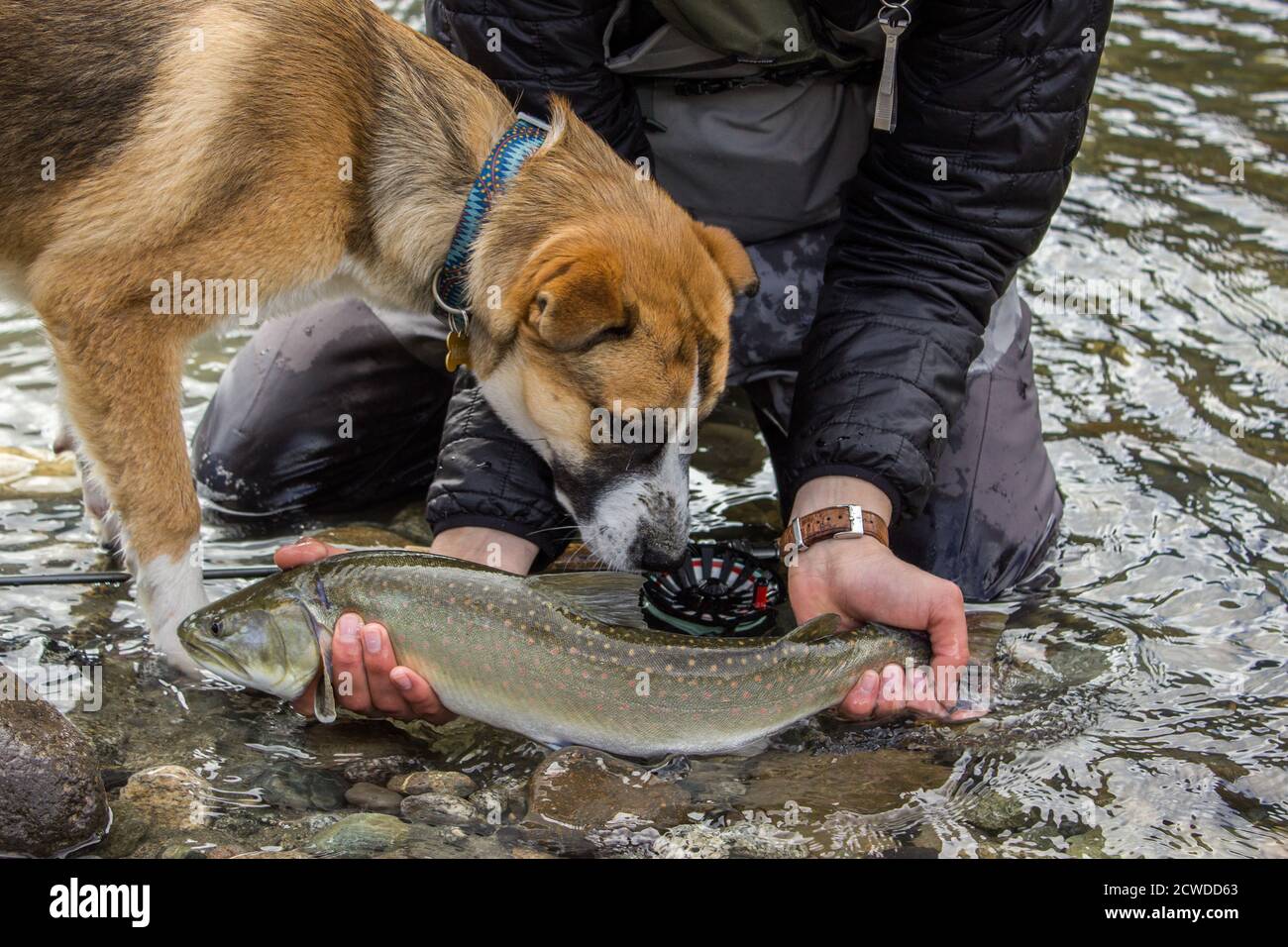 A close up of a fisherman with a bull trout and his St Bernard Husky cross dog inspecting the fish on a river in Squamish, British Columbia, Canada Stock Photo