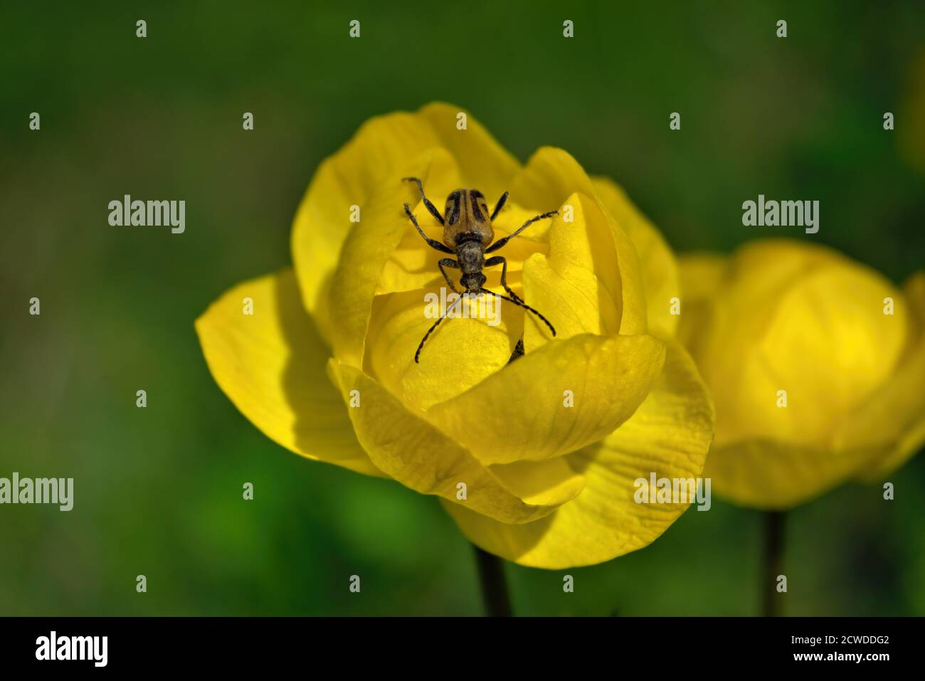 Beetle on a bright yellow Trollius flower. Spring flowers on a blurred background. The globeflower. Yellow flowers Trollius or globeflower. Stock Photo
