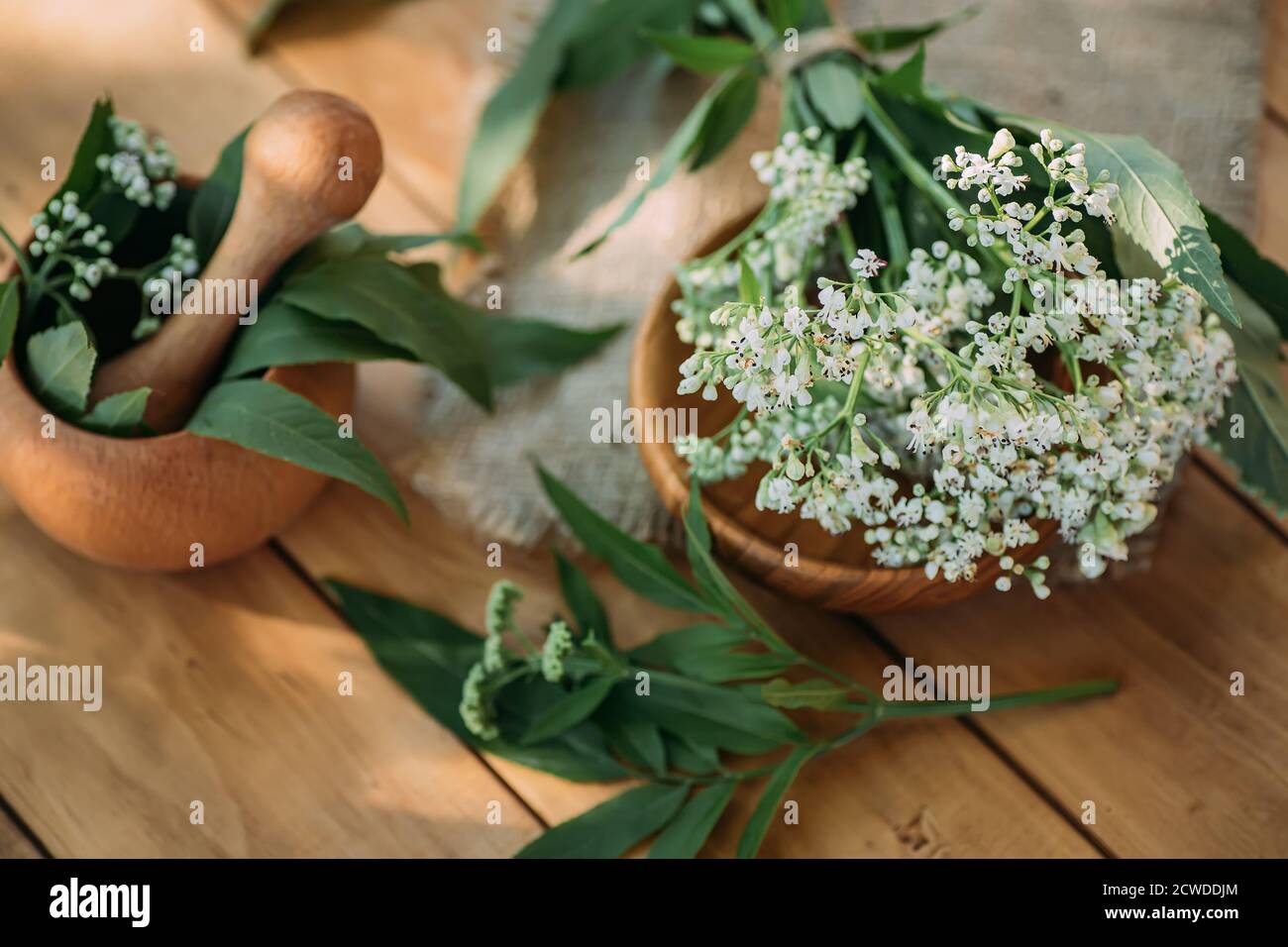 Fresh valerian flowers in wooden plate on table. mortar with prepared potion of valerian root. use of medicinal plants in traditional medicine. Top vi Stock Photo