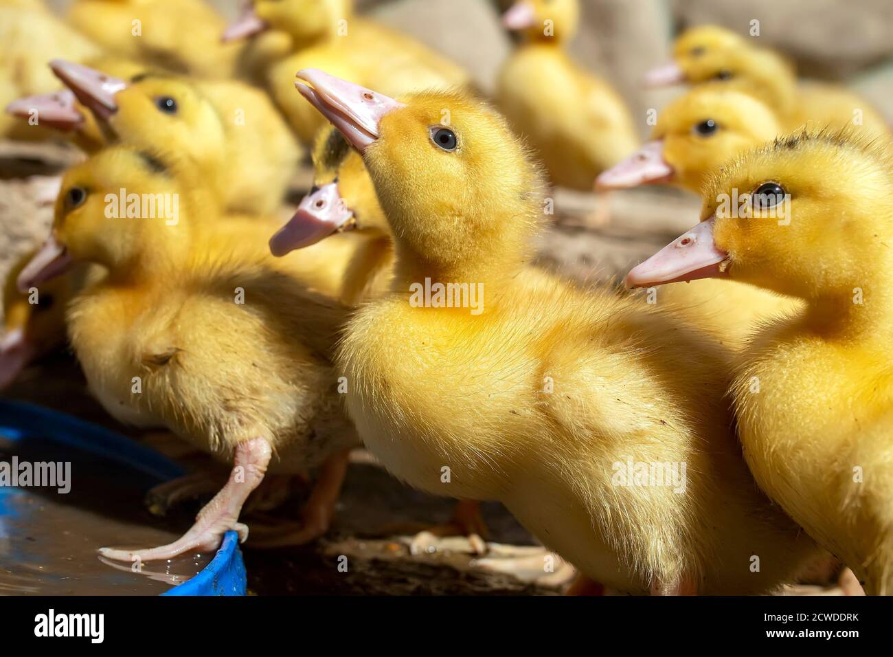 A group of ducklings. Growing poultry at home Stock Photo Alamy