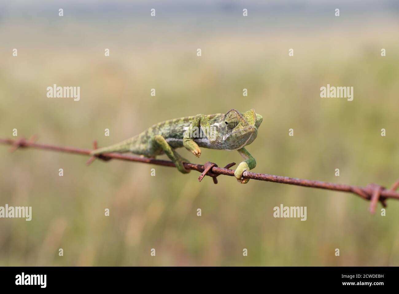 Flap Necked Chameleon Navigating Barbed Wire (Chamaeleo dilepis) Stock Photo