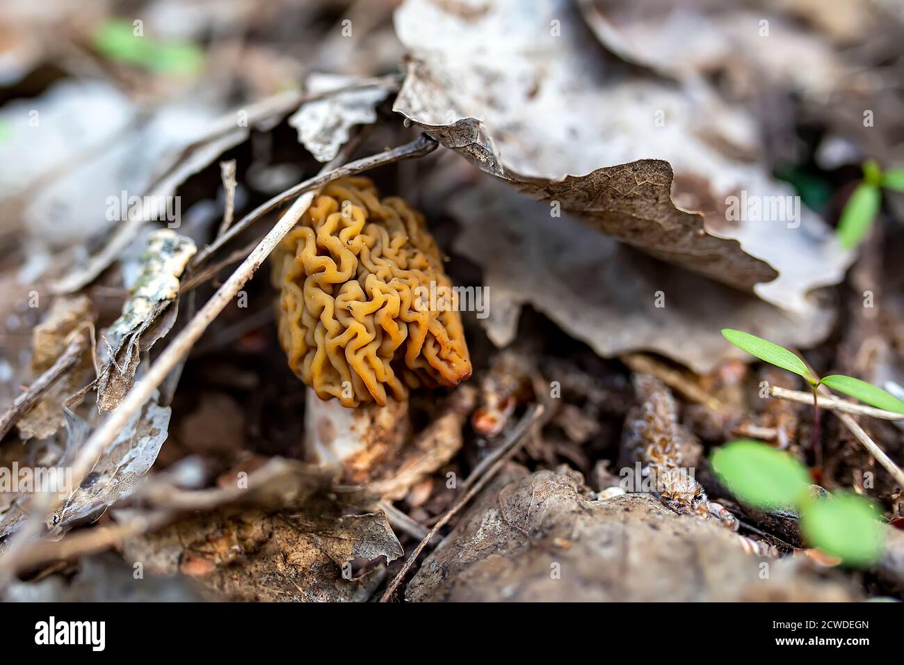 Verpa bohemica. The early morel or early false morel Stock Photo Alamy