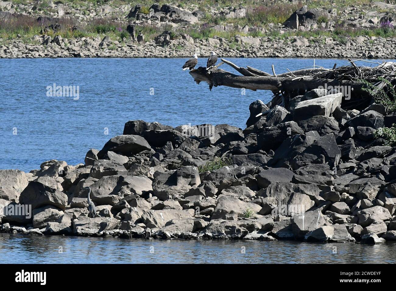Two Adult Bald Eagles perched on dead log near rocky river shore Stock Photo