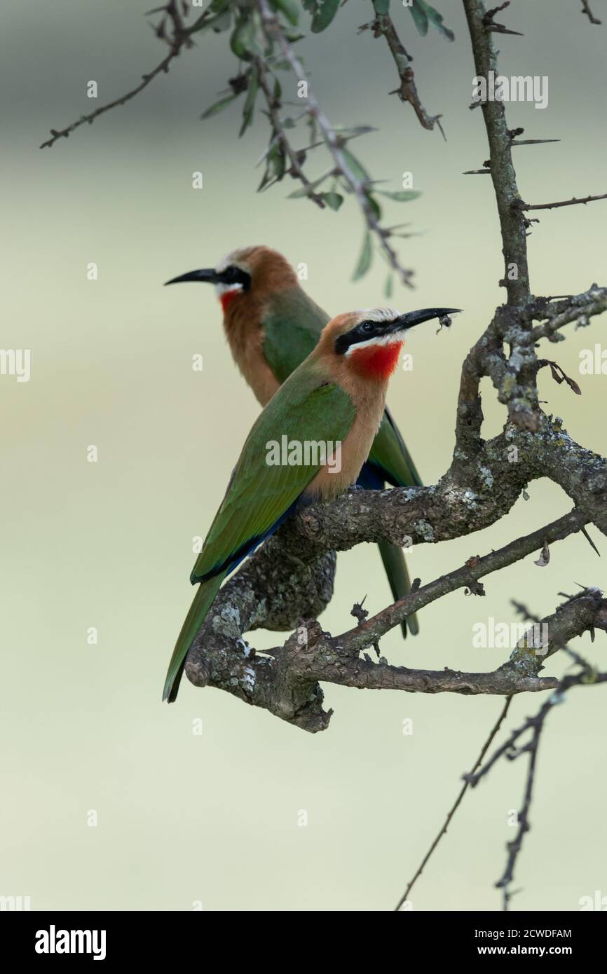 White-fronted bee-eater (Merops bullockoides) in acacia tree in Kenya ...