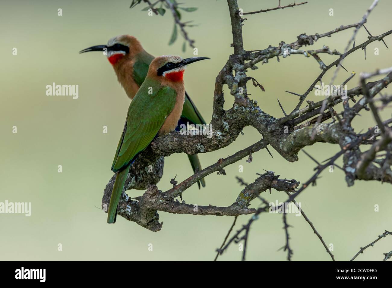 White-fronted bee-eater (Merops bullockoides) in acacia tree in Kenya ...