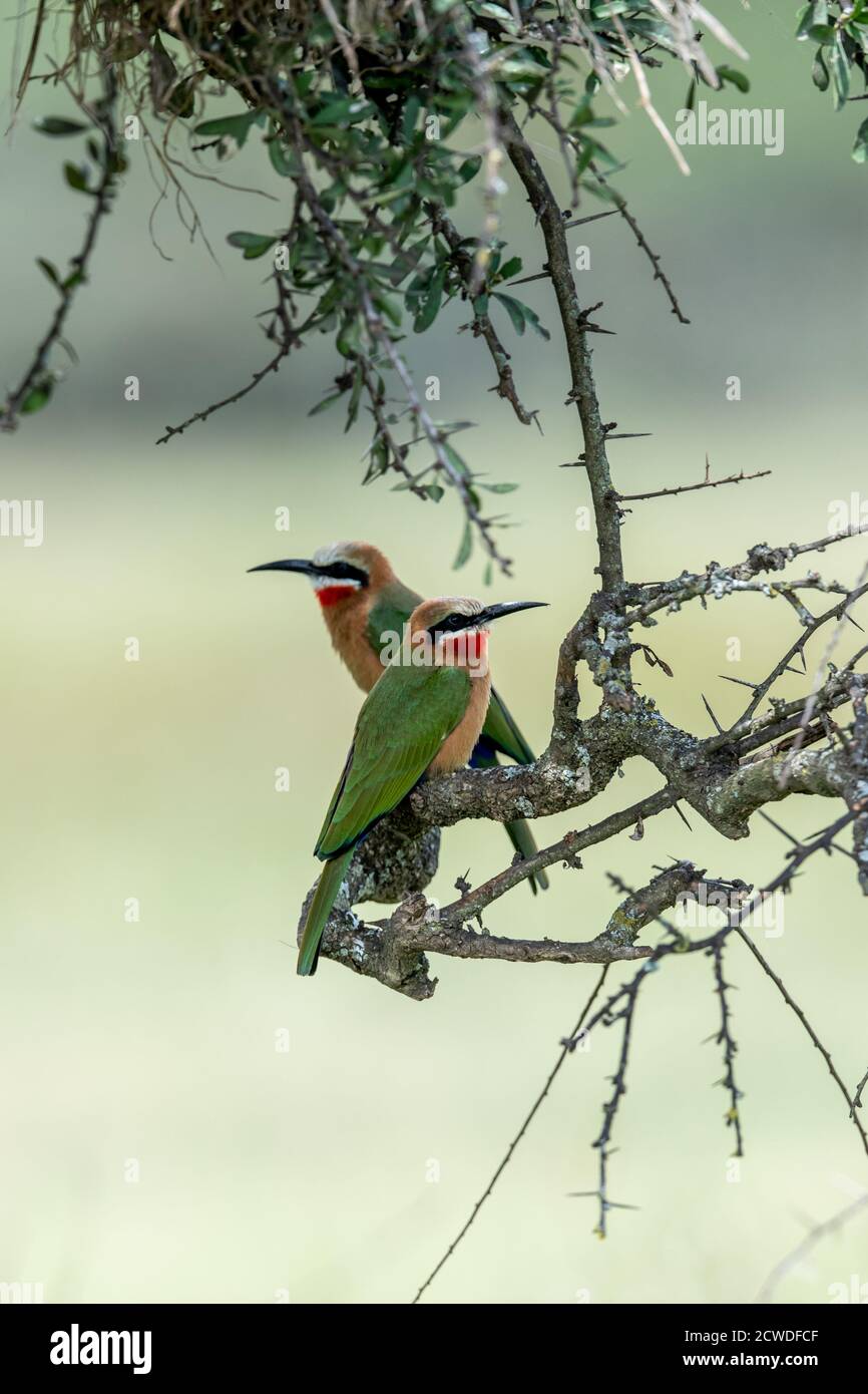 White-fronted bee-eater (Merops bullockoides) in acacia tree in Kenya ...