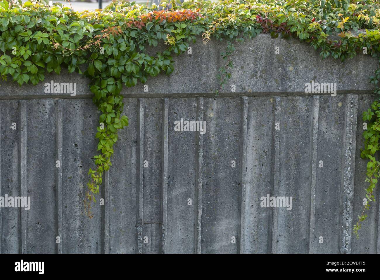 View of vine plants on a concrete wall Stock Photo Alamy