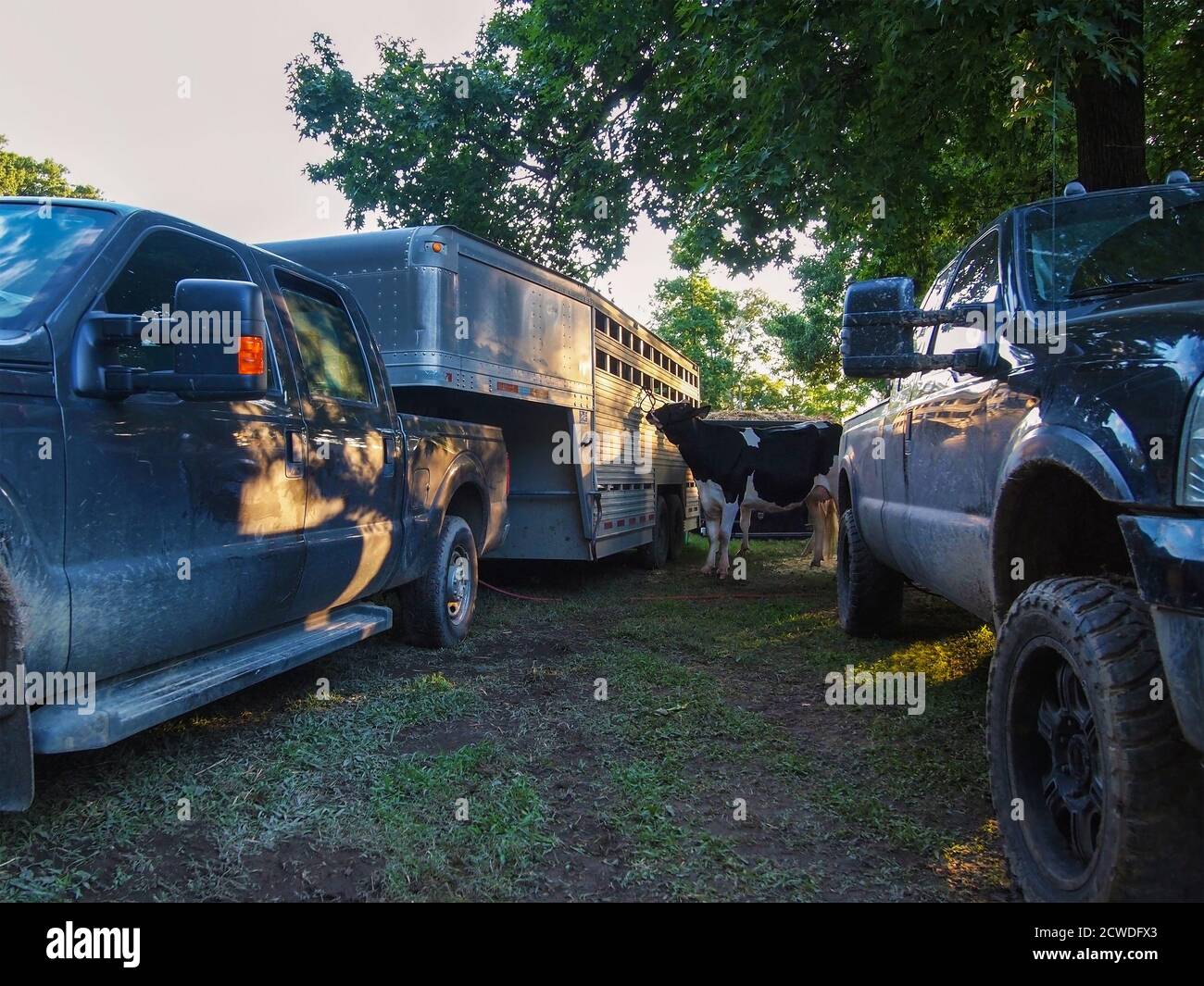 A cow hanging out next a trailer in the evening framed by two muddy pickup trucks at the county fairgrounds. Stock Photo