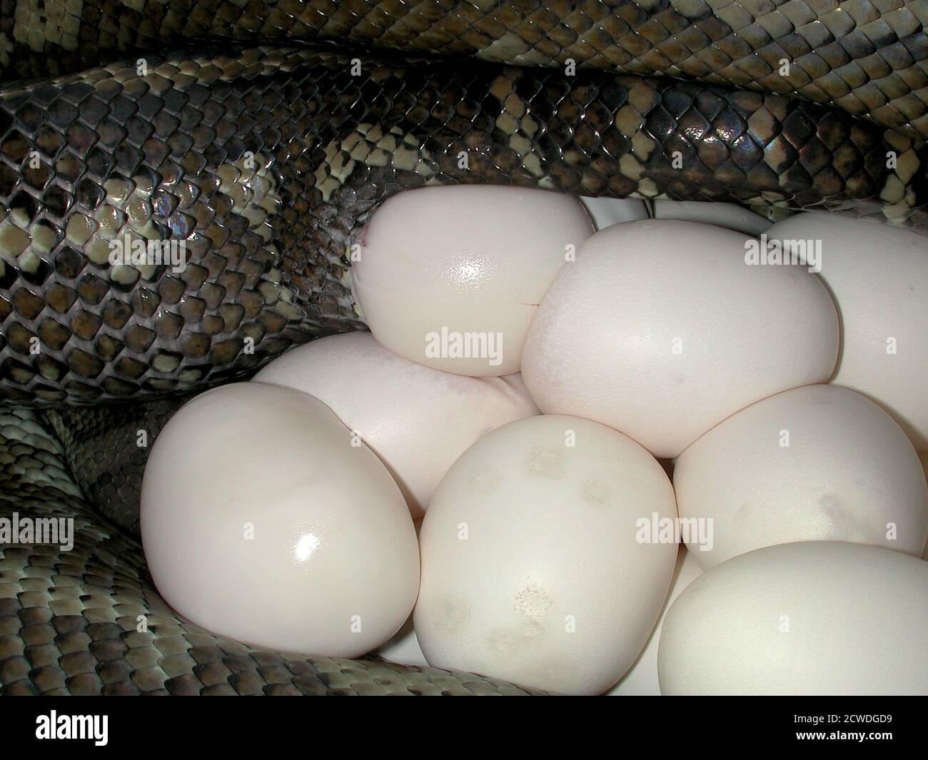 Coastal Carpet Python laying eggs Stock Photo - Alamy