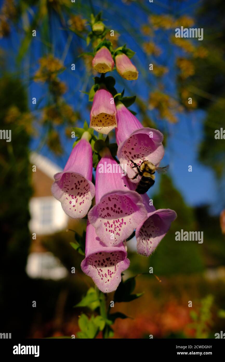 Foxglove digitalis purpurea canada hi-res stock photography and images ...