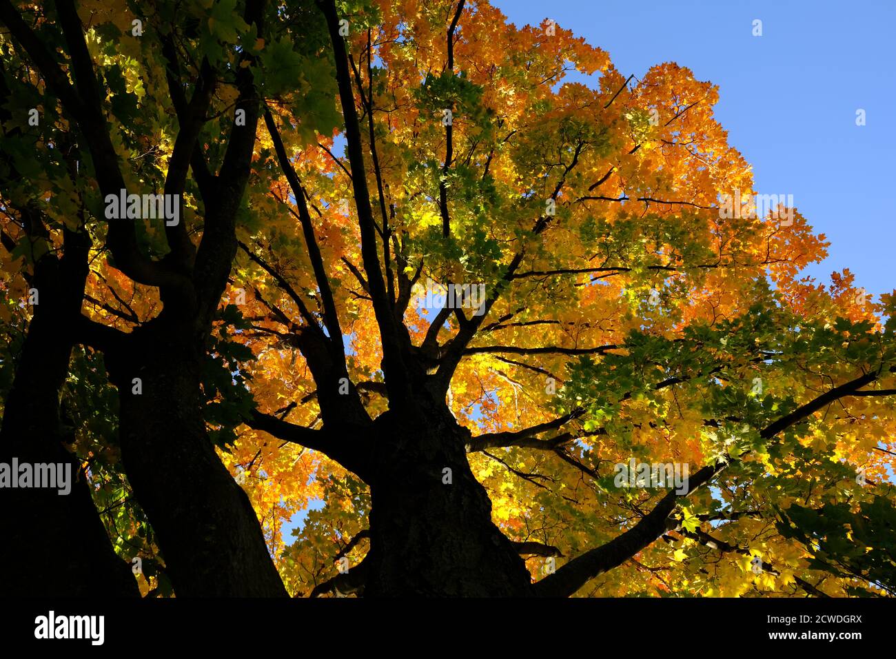 Ncc fall rhapsody hi-res stock photography and images - Alamy