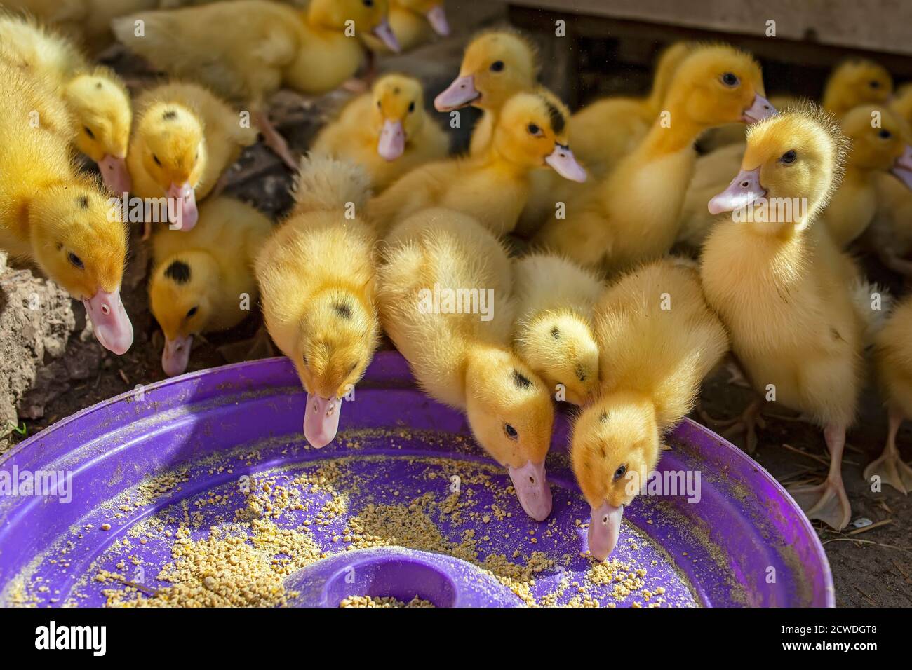 A group of ducklings. Growing poultry at home Stock Photo Alamy