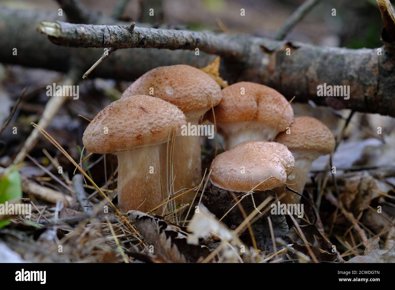 Lovely examples of honey fungus (Armillaria) growing in a Quebec forest outside of Wakefield, Canada. Stock Photo