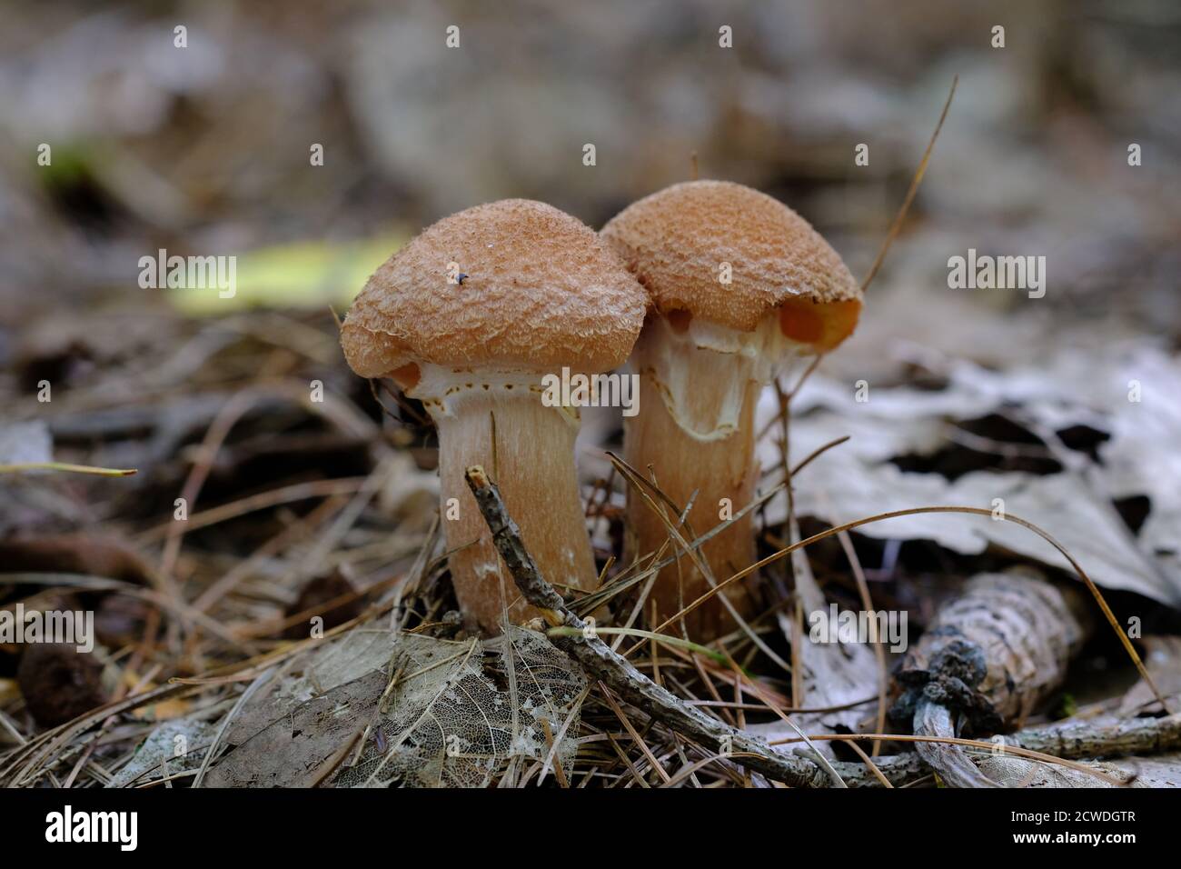 Lovely examples of honey fungus (Armillaria) growing in a Quebec forest outside of Wakefield, Canada. Stock Photo