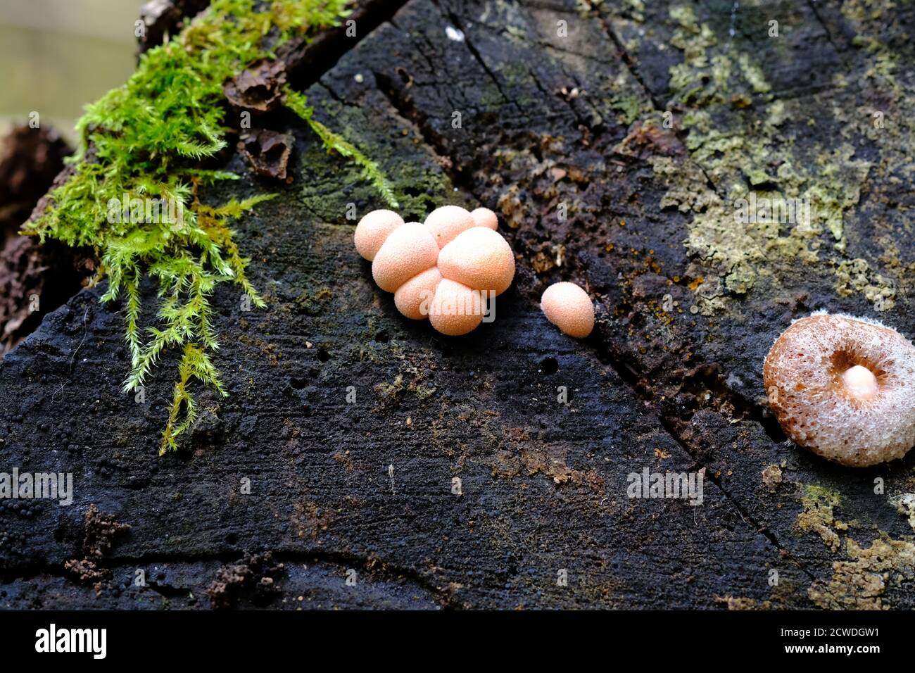 Pale pink slime mold (Lycogala epidendrum) on a rotting log in a Quebec forest, Wakefield, Canada. Not a fungus. No idea what the donut is. Stock Photo