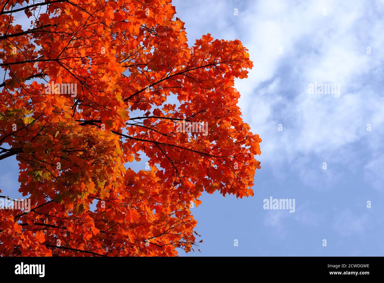 Ncc fall rhapsody hi-res stock photography and images - Alamy