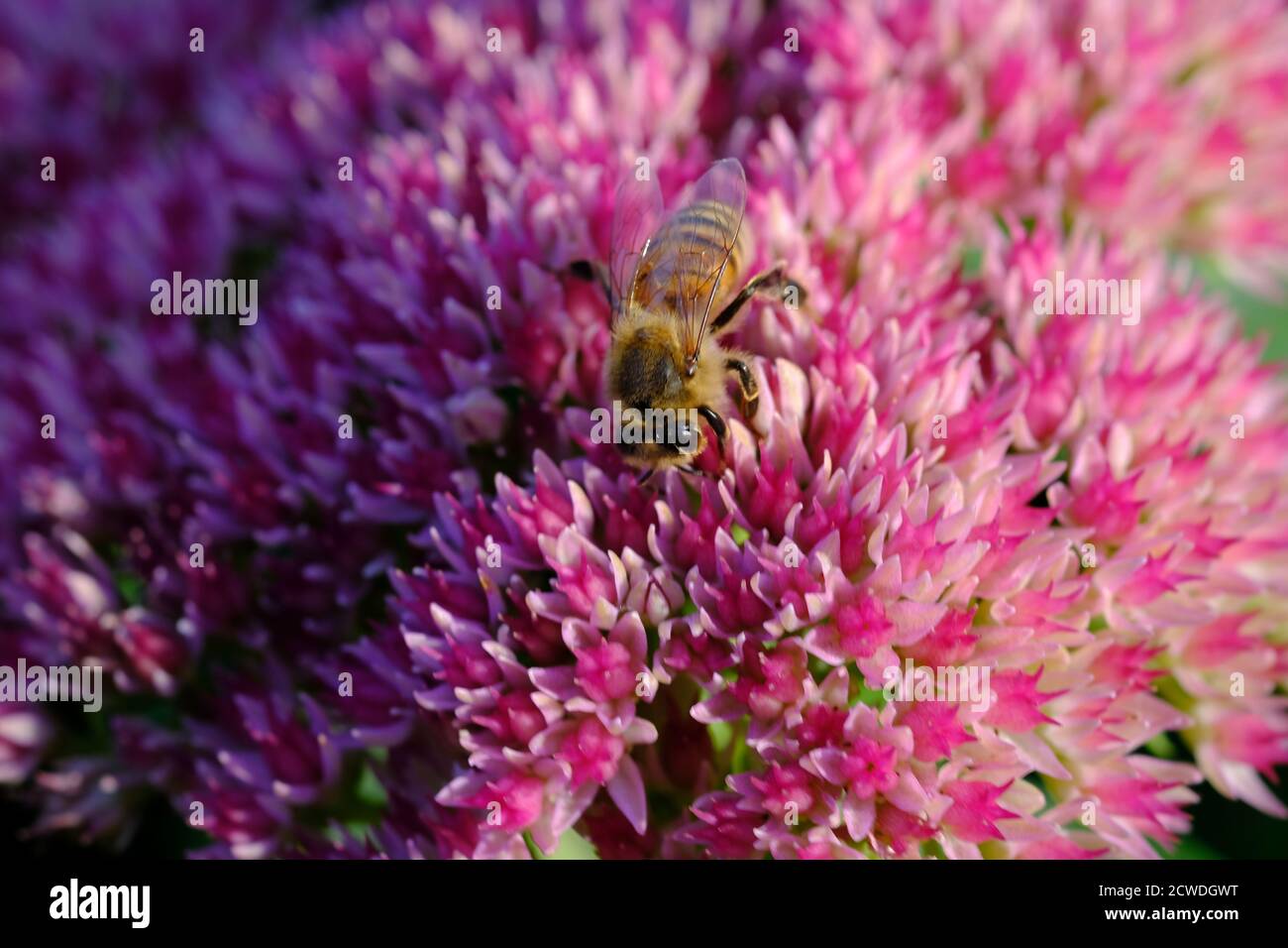 Honey bee (Apis mellifera) collecting pollen on the nectar rich flower head of an Autumn Joy (Hylotelephium herbstsfreude) sedum. Stock Photo