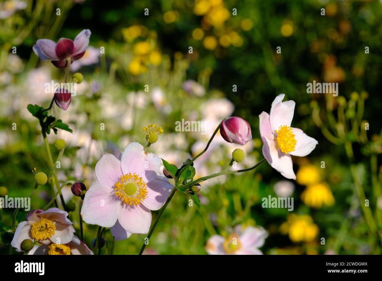 Late blooming pale pink and yellow Japanese anemone (Anemone hupehensis) flowers and buds in a park, Ottawa, Ontario, Canada. Stock Photo