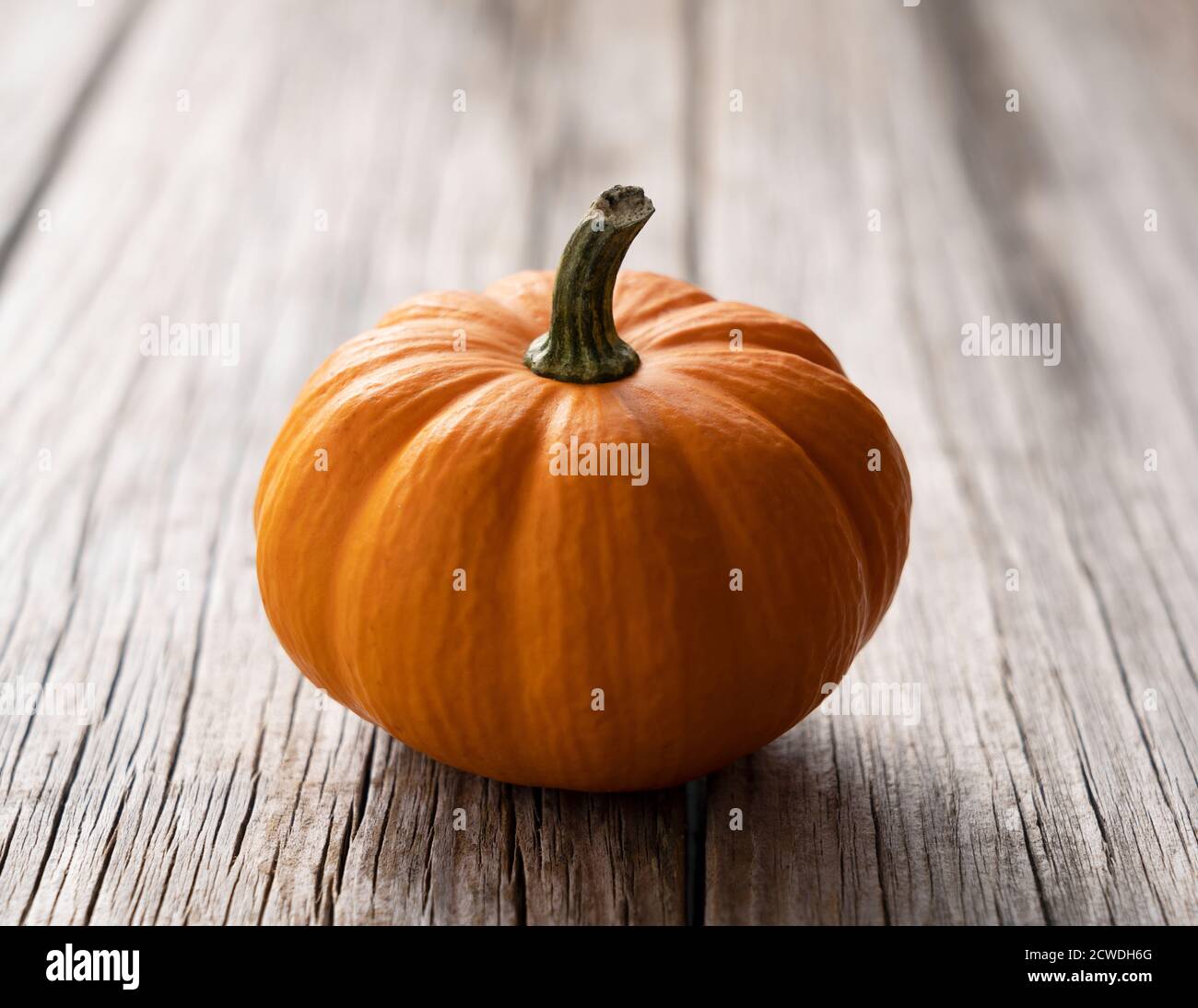 Orange pumpkin placed against the background of an old tree Stock Photo