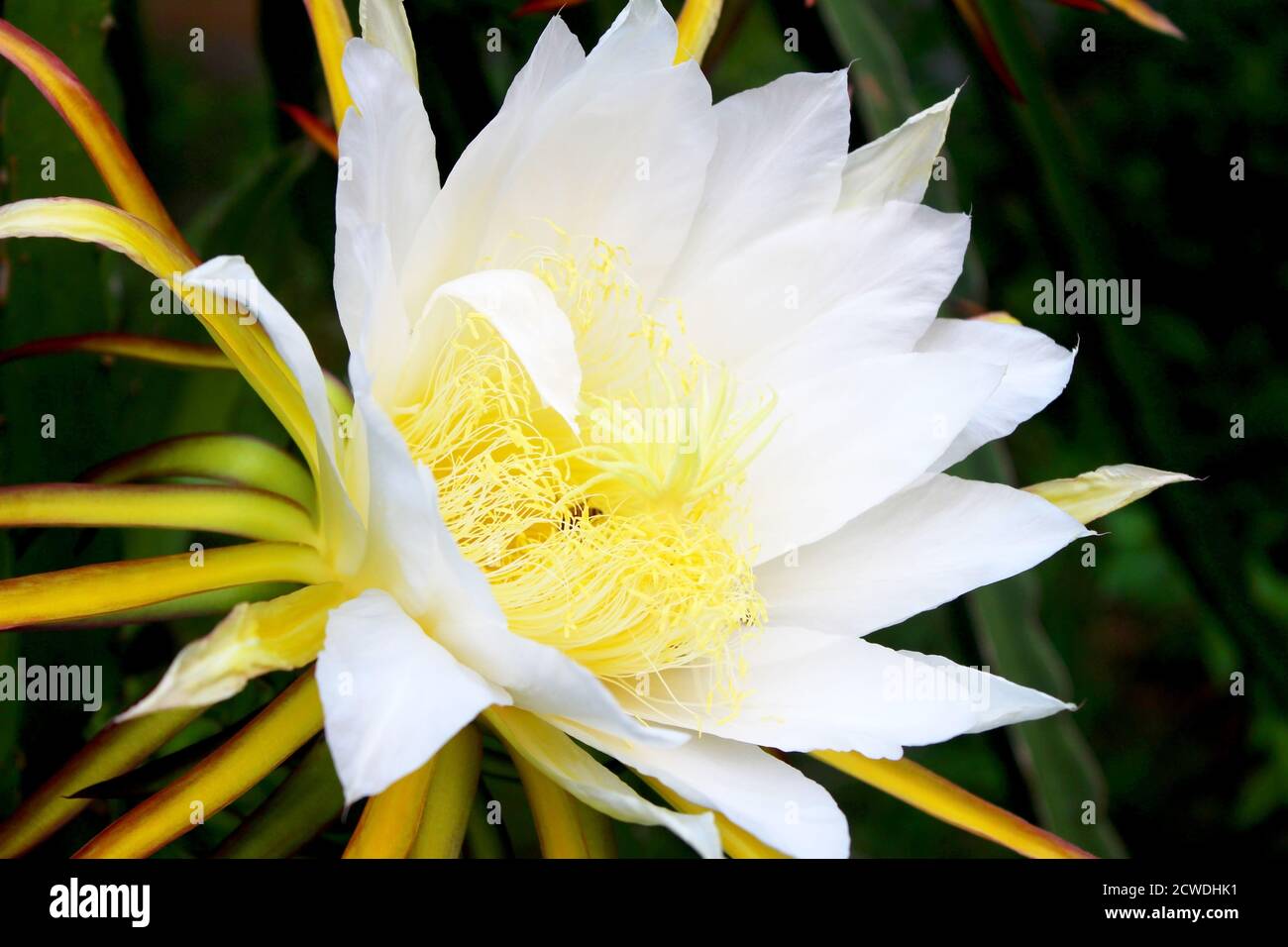 the flowers bloom at night Stock Photo Alamy