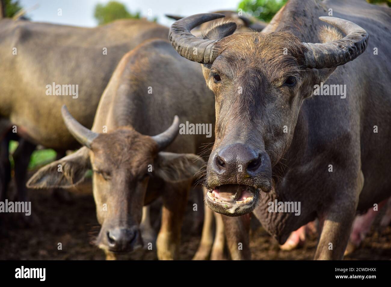 A close up image of Water Buffalo in Thailand Stock Photo Alamy