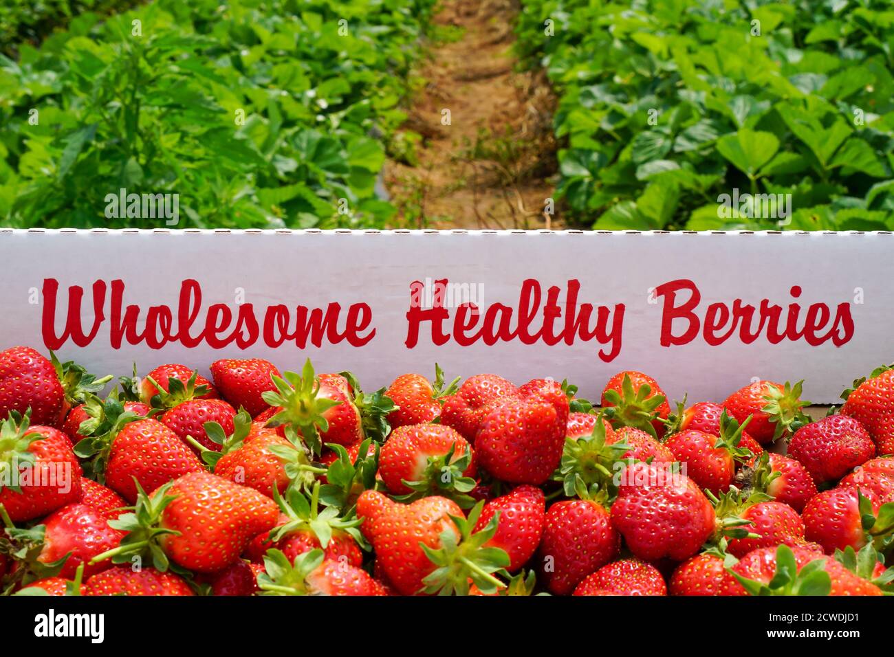 Wholesome healthy strawberries picked fresh at a farm Stock Photo