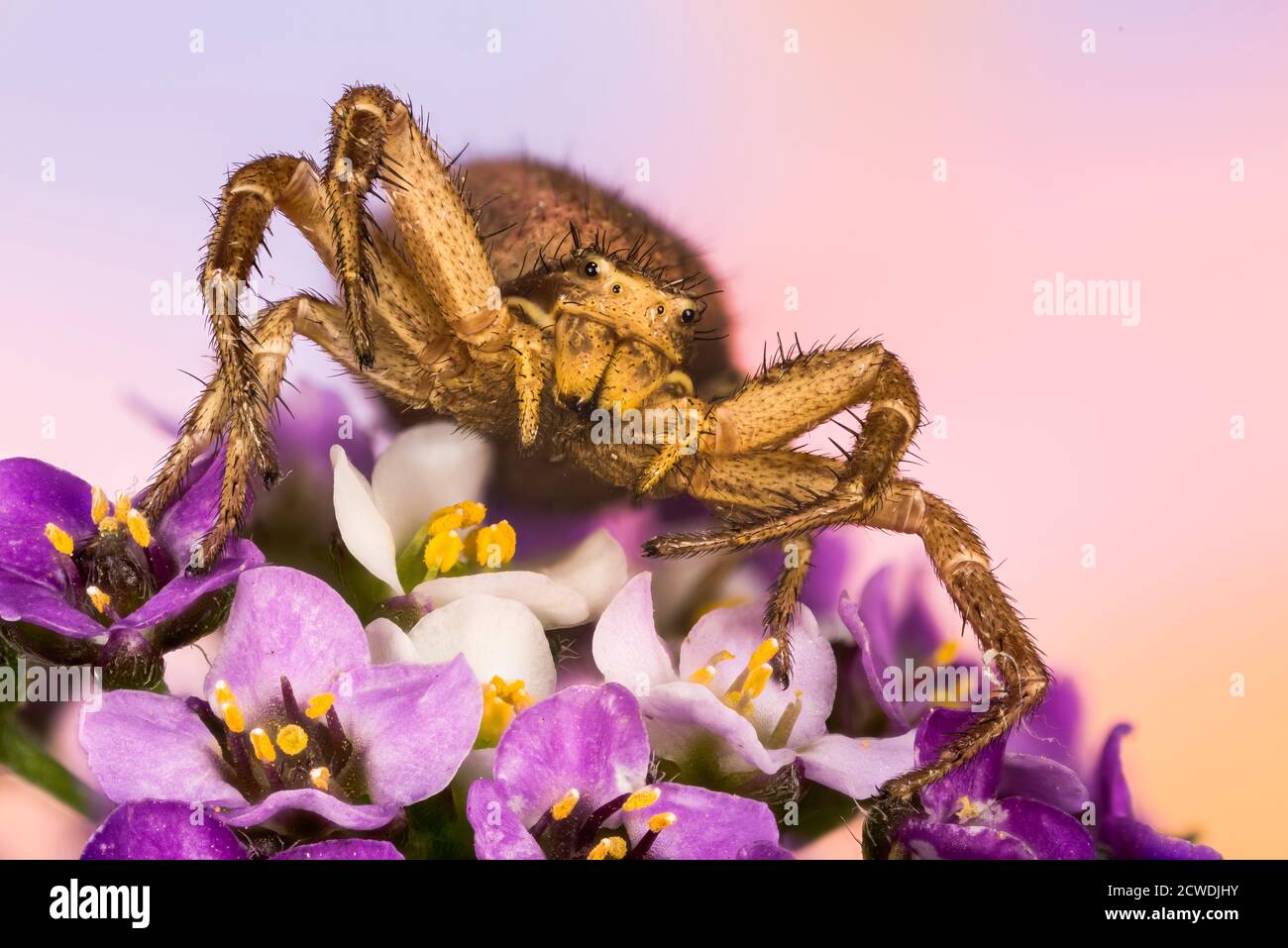 Macro Focus Stacking portrait of Common Crab Spider. His Latin name is Xysticus cristatus Stock Photo