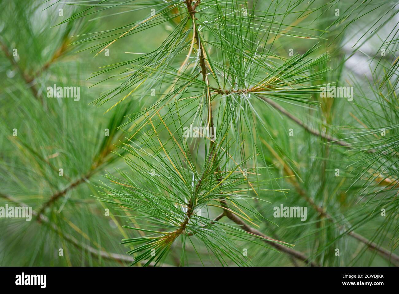 close-up of branches of Pinus parviflora Glauca pine in the woods. Green and silvery pine needles. Stock Photo