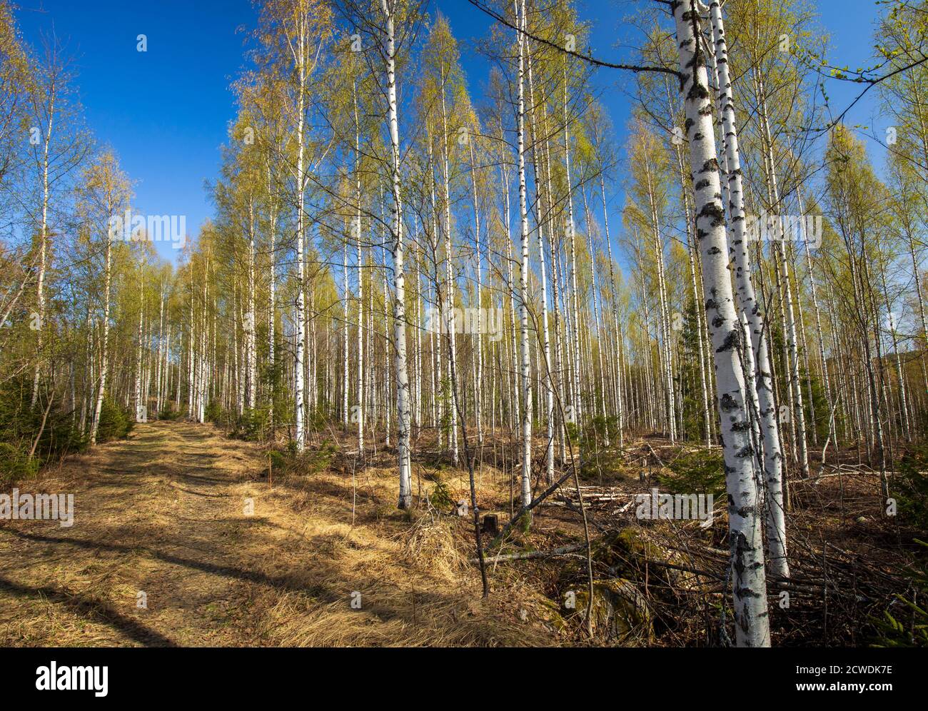 European growing young birch forest ( Betula ) and logging road at Spring , Finland Stock Photo