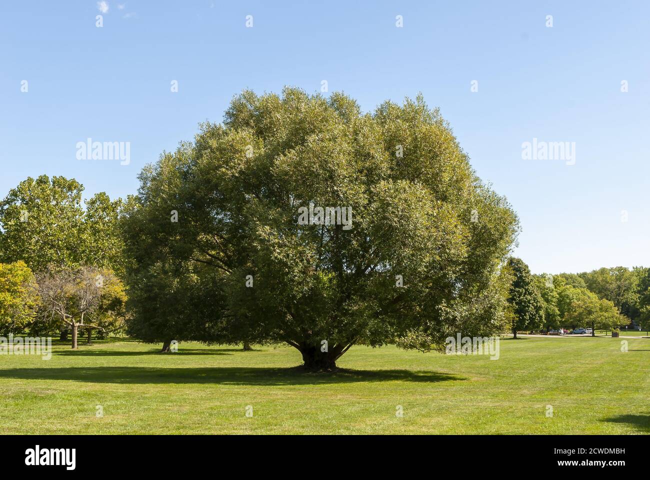 Old oak tree in field hi-res stock photography and images - Alamy