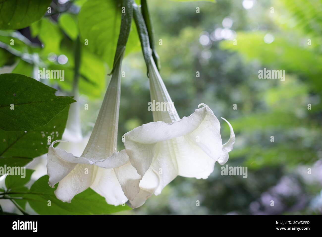 White angel's trumpet flower ( Datura metel ) in the garden Stock Photo