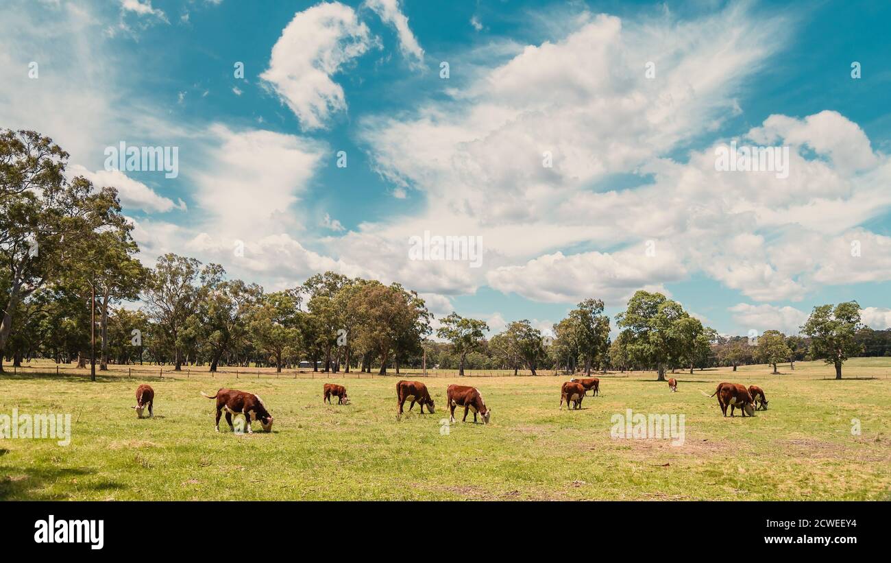 Cattle feed australia hi-res stock photography and images - Alamy