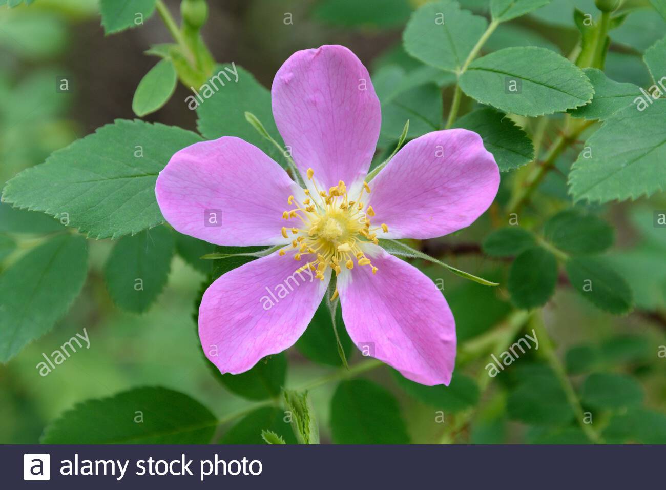 Alberta Wild Rose High Resolution Stock Photography and Images - Alamy