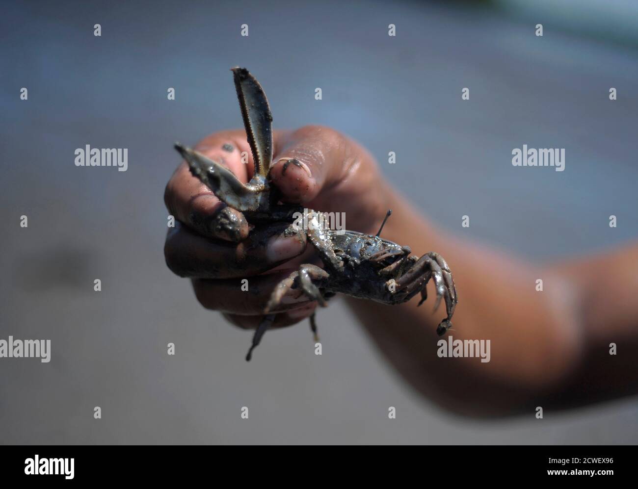 A man holds a crab, which he had dug out of the mud, in San Lorenzo, 110 km  (68 miles) southwest of Tegucigalpa June 24, 2012. These crabs, also known  as "canechos"
