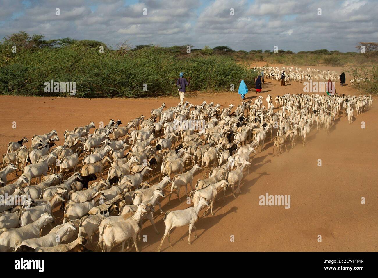 People herd livestock to a grazing ground in the early hours of the morning near Dagahale, one of several refugee settlements in Dadaab, Garissa County, northeastern Kenya October 9, 2013.  REUTERS/Siegfried Modola  (KENYA - Tags: SOCIETY ANIMALS) Stock Photo