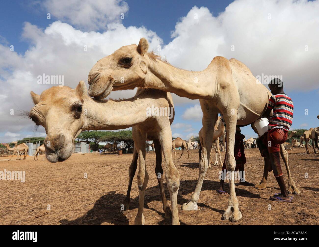 Camel milk production hi-res stock photography and images - Alamy