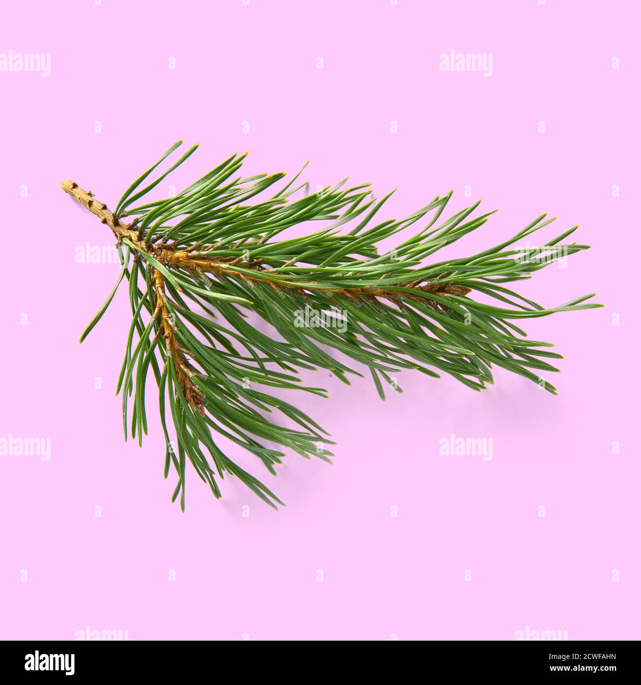 pine twig isolated, Pine branch on white background Stock Photo