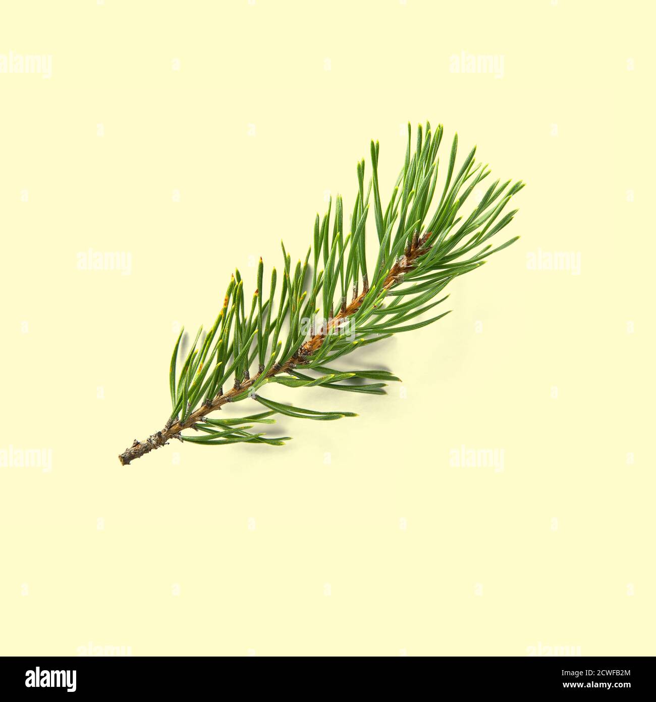 pine twig isolated, Pine branch on white background Stock Photo