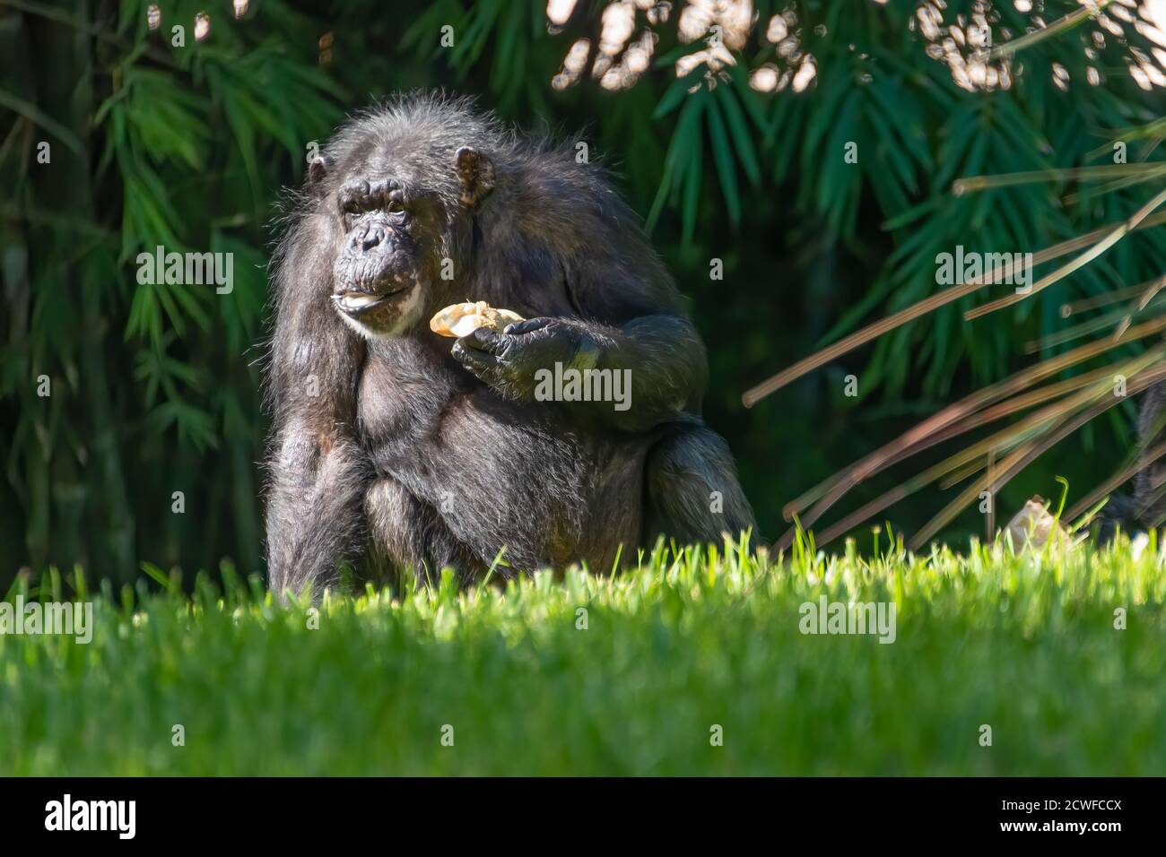 Large chimpanzee (Pan troglodytes) at Busch Gardens Tampa Bay in Tampa, Florida. (USA) Stock Photo