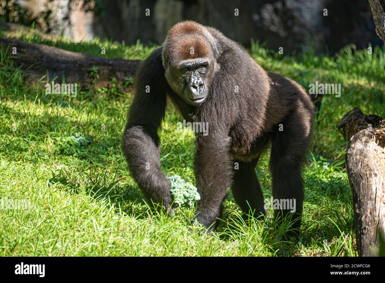 Western lowland gorilla at Busch Gardens Tampa Bay in Tampa, Florida. (USA) Stock Photo