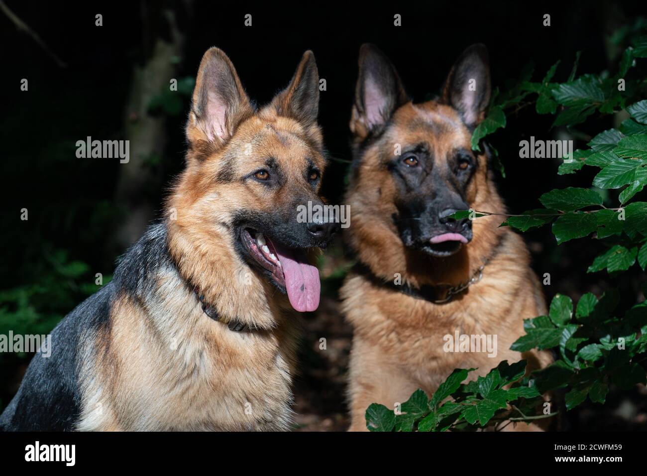 what two dogs make a german shepherd