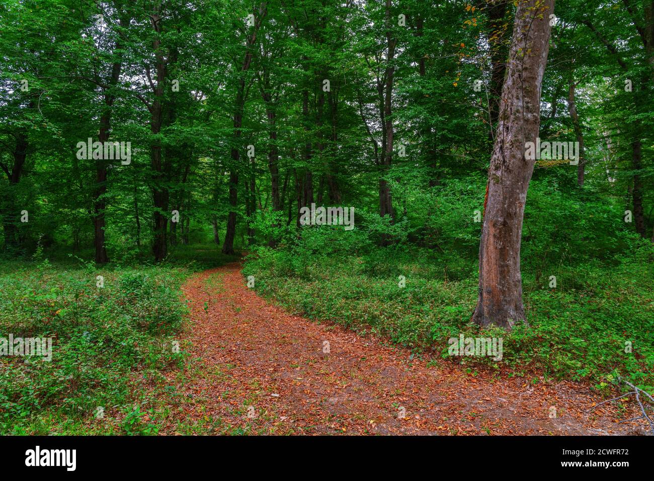 Hiking trail through tall trees in a lush green forest Stock Photo - Alamy